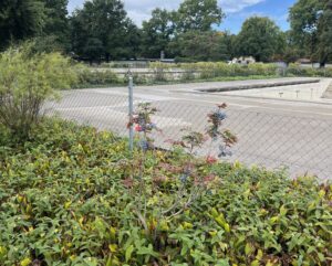 Pflanzen rund ums Schwimmbecken im Marzili